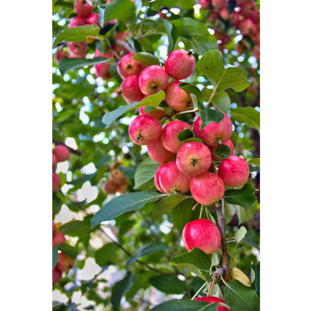 Crab Apples Wall Decal Printed | Wallhogs