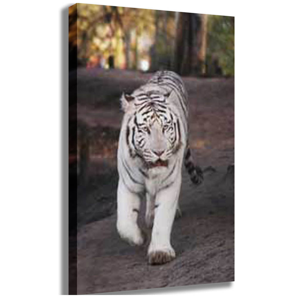 White Tiger Canvas Printed | Wallhogs