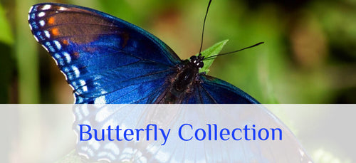 Wall Decal Butterfly Collection | Wallhogs