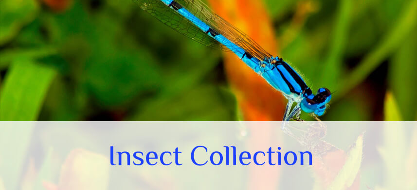 Shop Insect Wall Decor Collection | Wallhogs