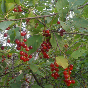 minnesota chokecherry jam