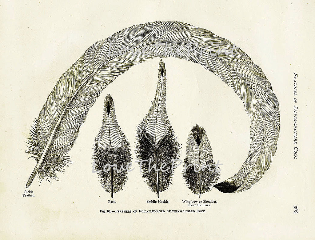 BIRD FEATHERS Wright Art Print 4 Beautiful Antique Bird Feather Full p ...