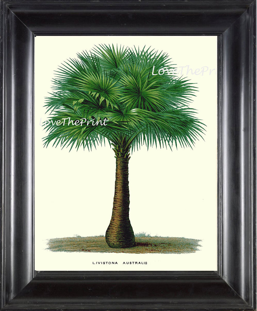 palm tree illustration print