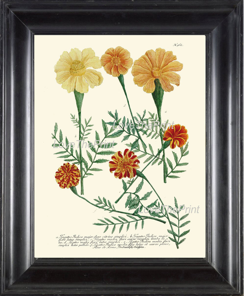 BOTANICAL PRINT Art Print W2 Beautiful Antique Marigolds Orange Flower ...