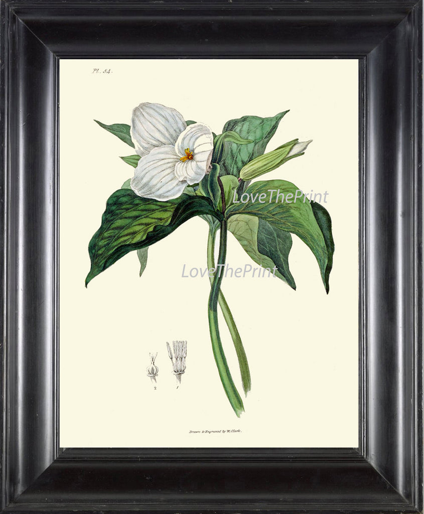 BOTANICAL PRINT Clarke Art Print 48 Beautiful White Trillium Flower Wi ...