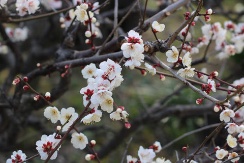 japanese cherry tree