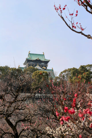 plum trees and osaka castle