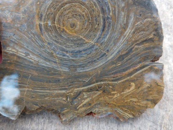 Polished fossil stromatolite . Conophyton garganicum australe.   CPH115