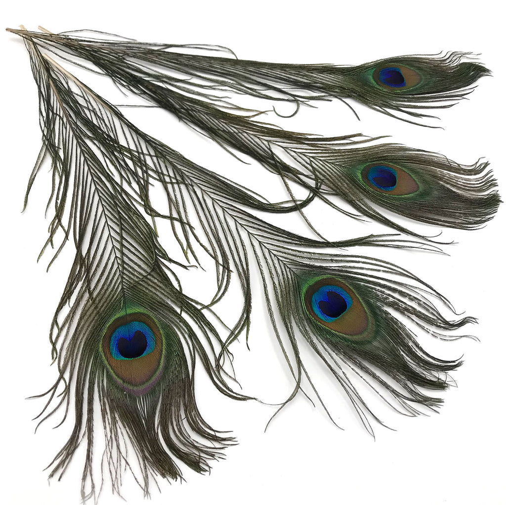 Hareline Peacock Eyed Sticks - Fly Tying Herl Feathers – Fly Artist