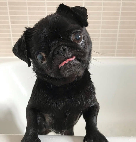 pug black colour