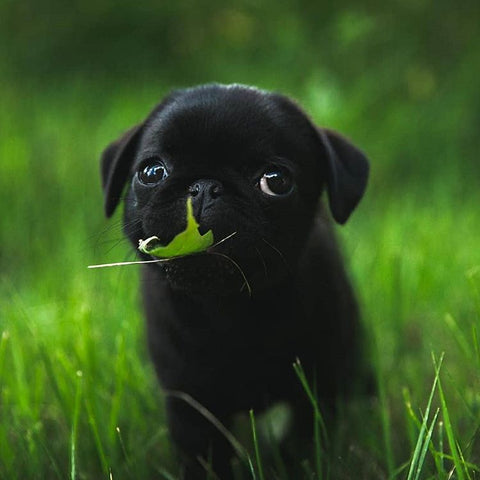 small black pug