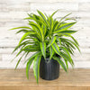 Dracaena "Lemon Lime" plant