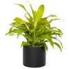 Dracaena "Lemon Lime" plant