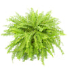 Kimberly Fern plant