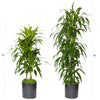 Dracaena-Janet Craig Plant/Tree RENTAL