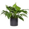 Peace Lily Plant