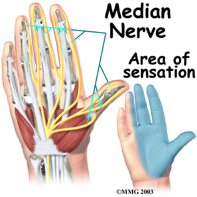 Median Nerve Diagram Sore Hands NewGrip Wrist Support Wraps