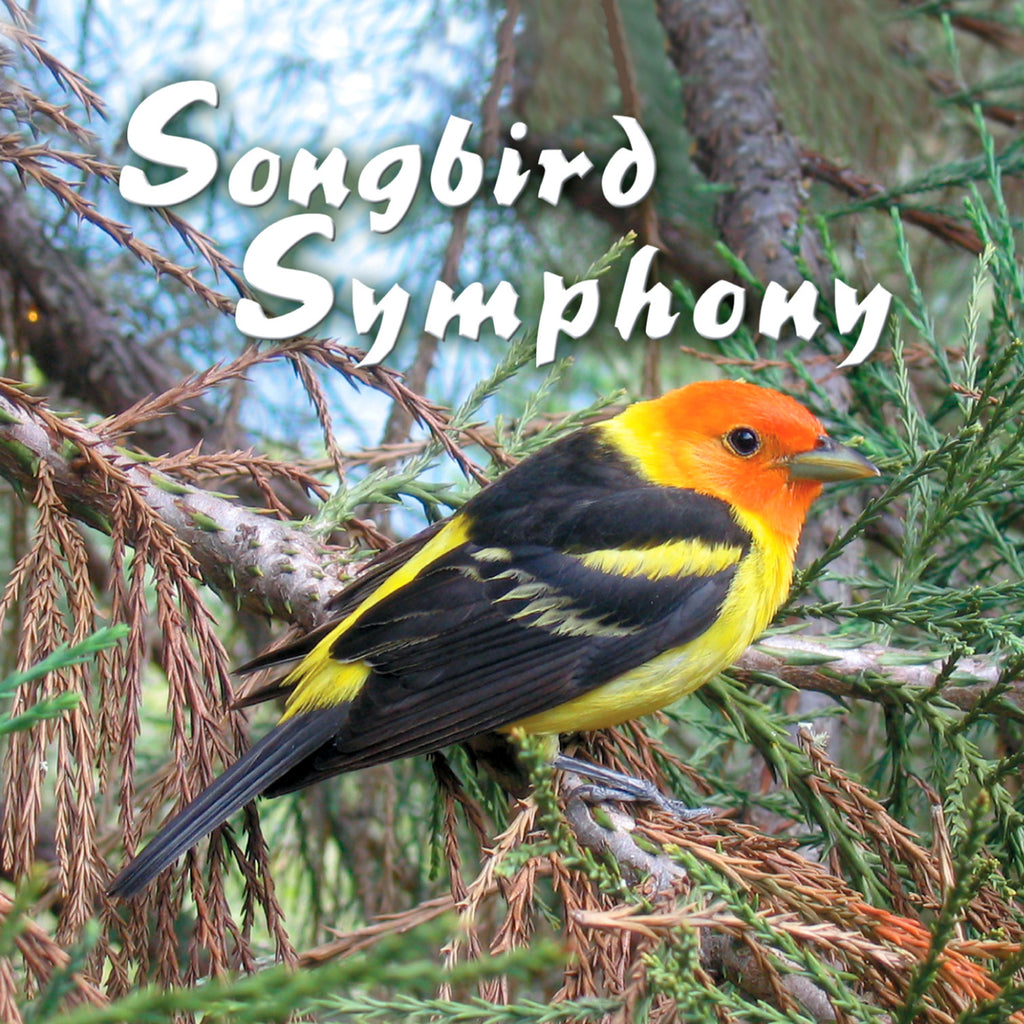 songbird symphony