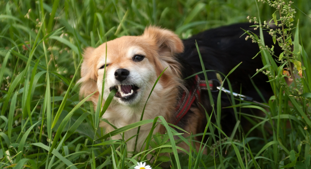 what happens if your dog eats grass