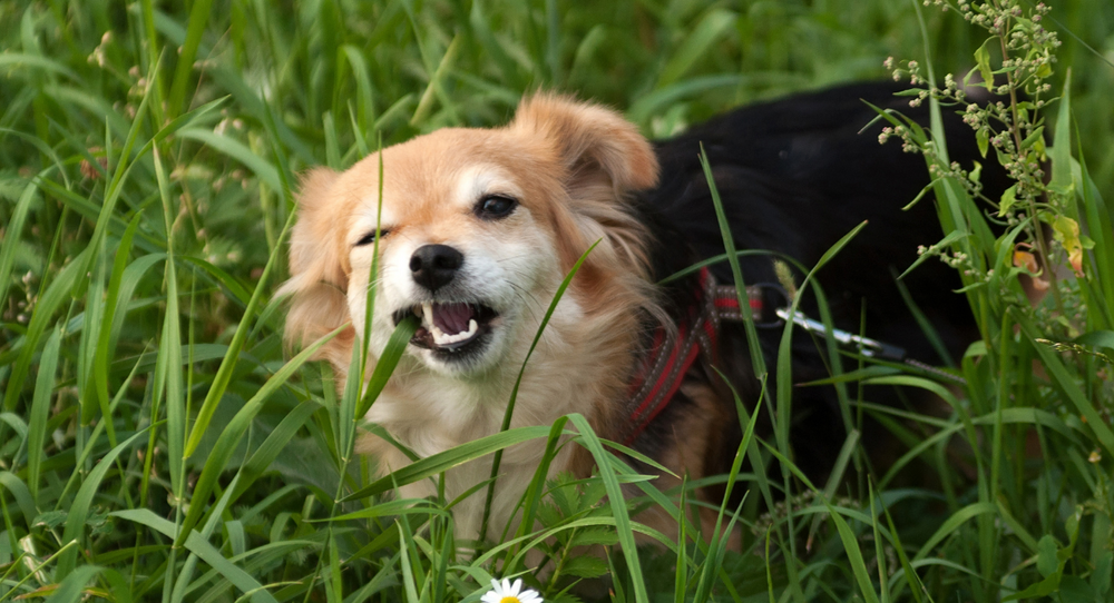 why dies my dog eat grass