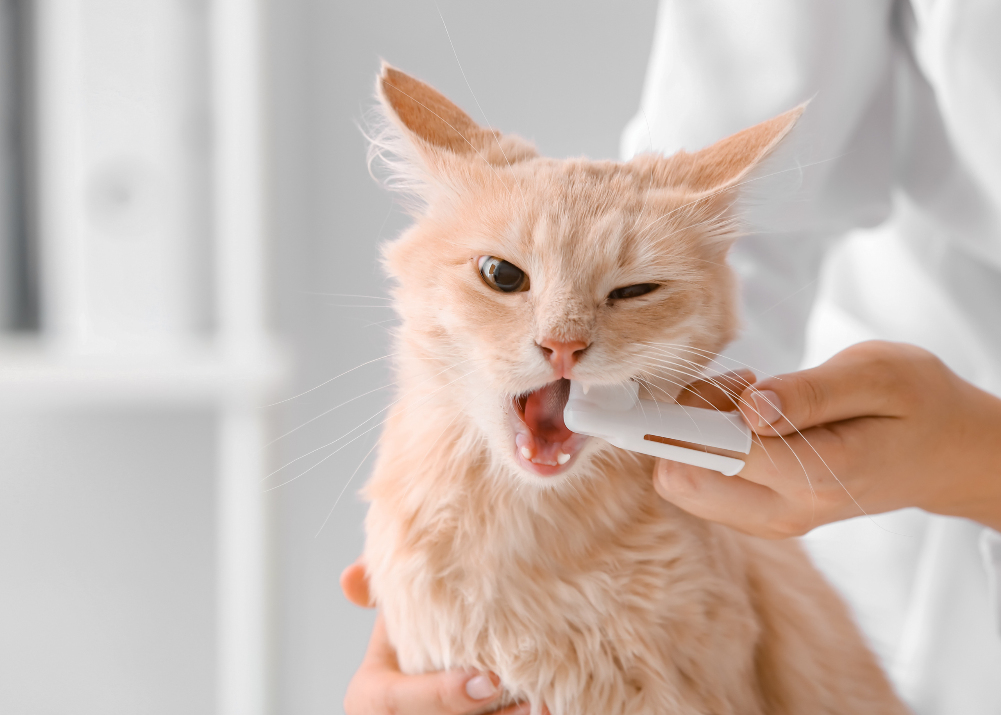 a ginger cat is having his teeth cleaned