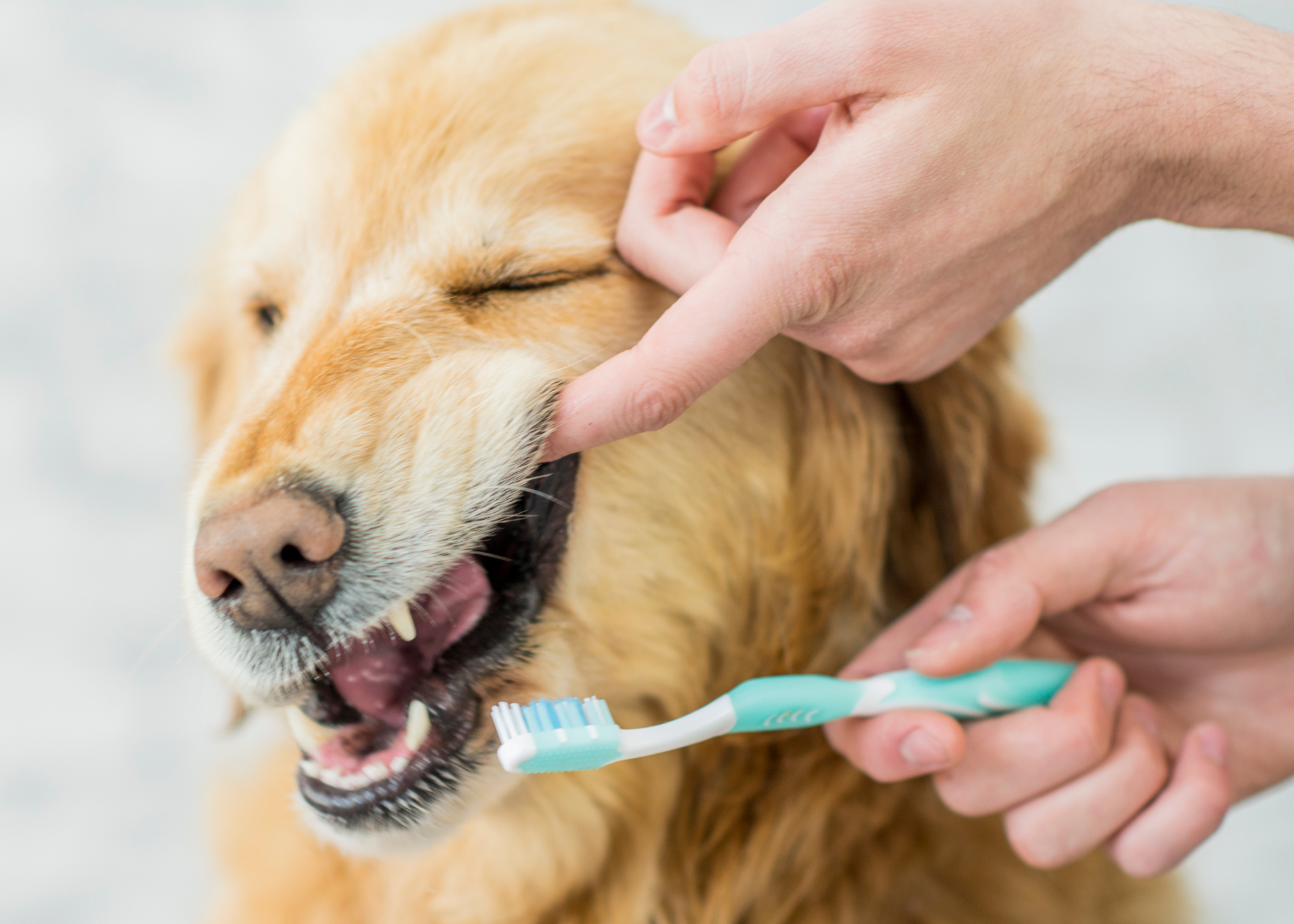 a golden retriever is having his teeth brushed