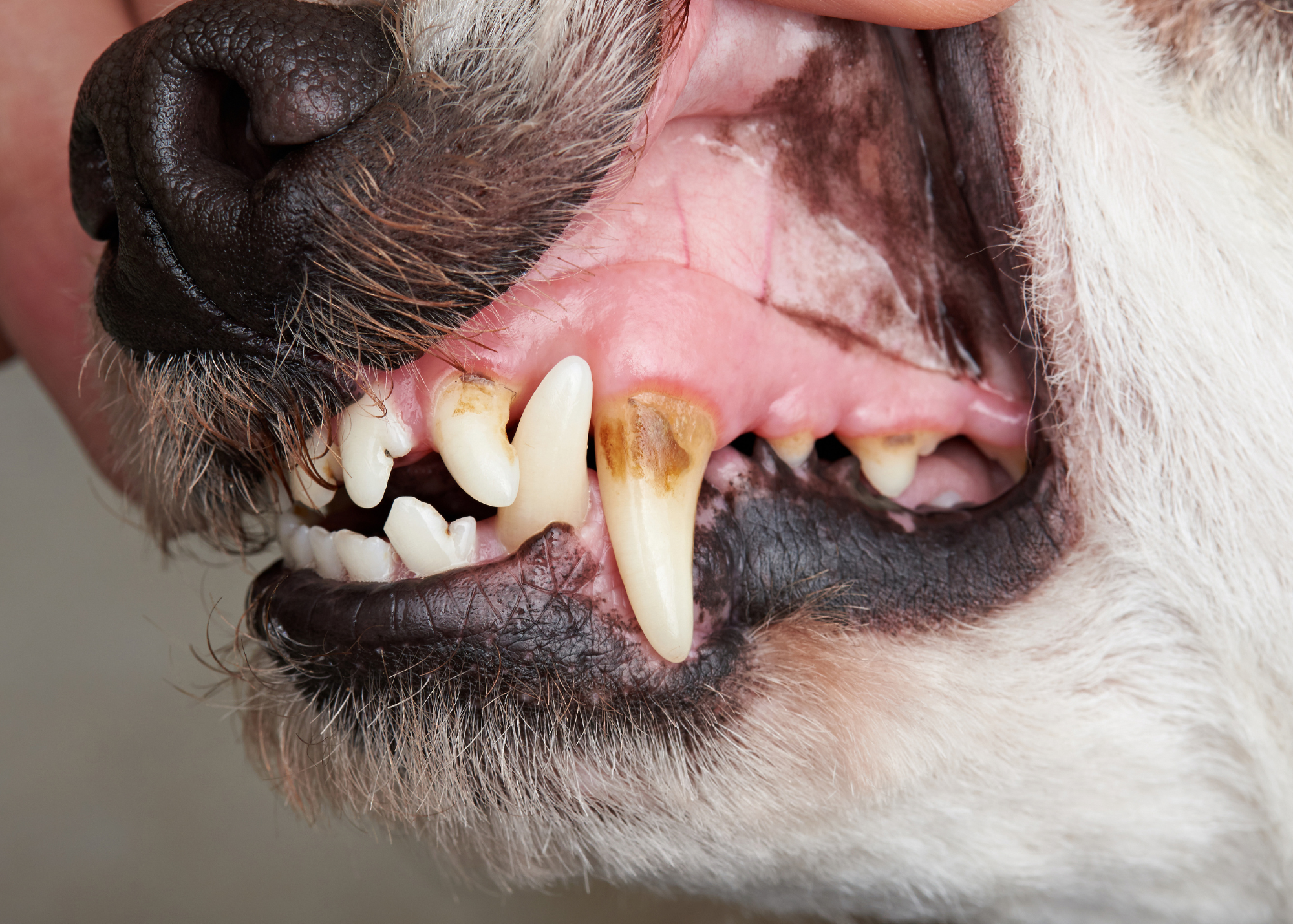 Dog teeth show brown plaque on them