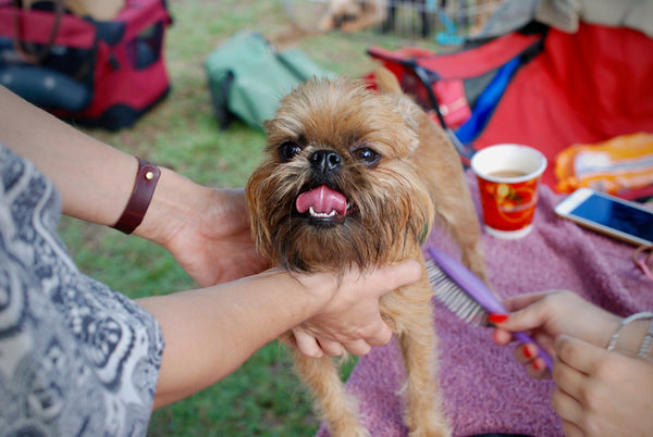 Small dog being groomed- Doggy Grub Blog