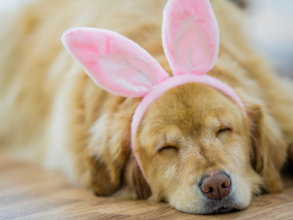 A golden retriever wearing Easter bunny ears sleep peacefully