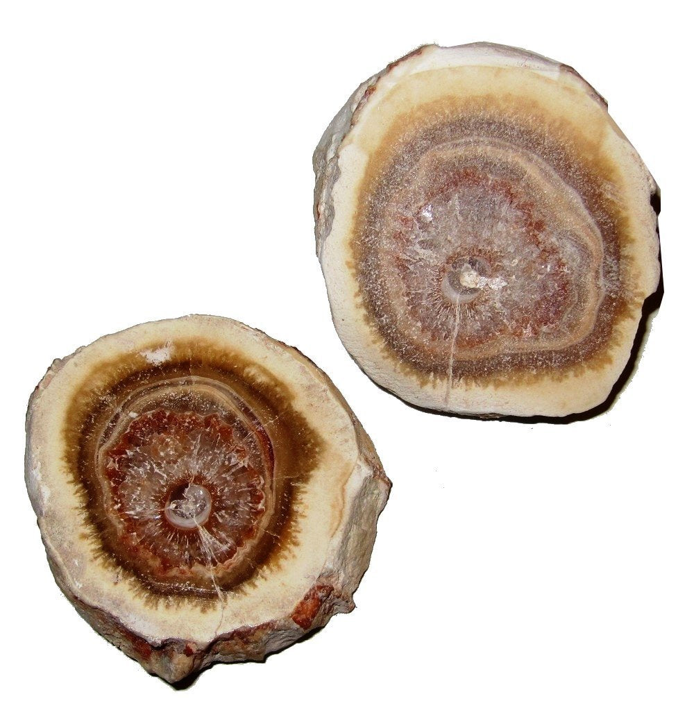 two slices of aragonite stones