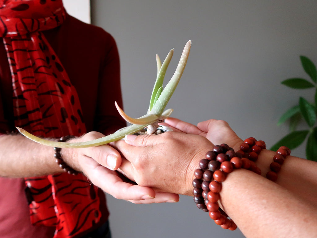 hands wearing red jasper bracelets gifting a succulent plant