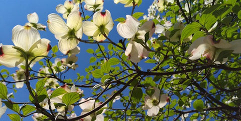 Flowering-Dogwood-North-Carolina