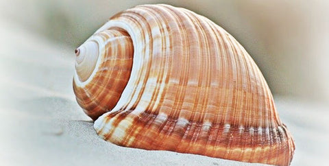 North-Carolina-State-Seashell