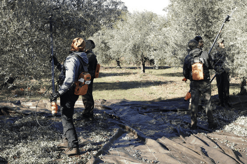 Une équipe de ramasseurs en train de récolter les olives