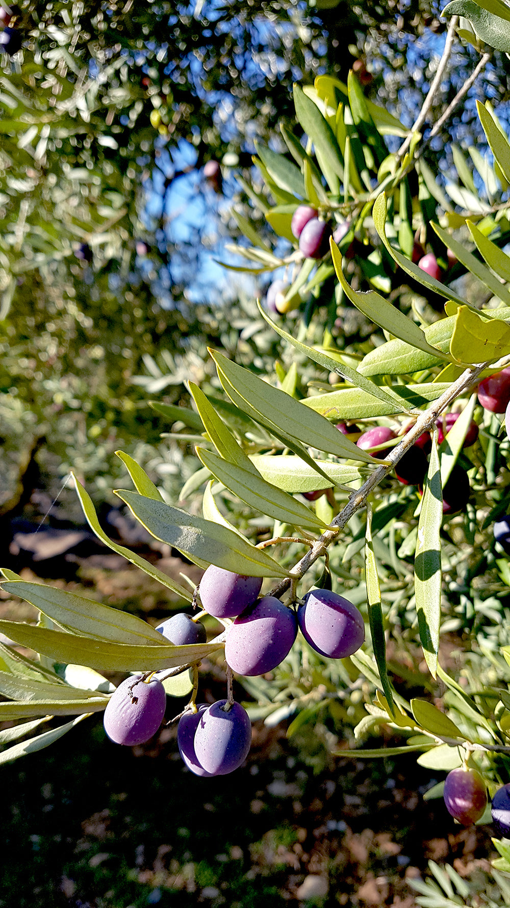 olives matures sur un olivier du Moulin Fortuné Arizzi