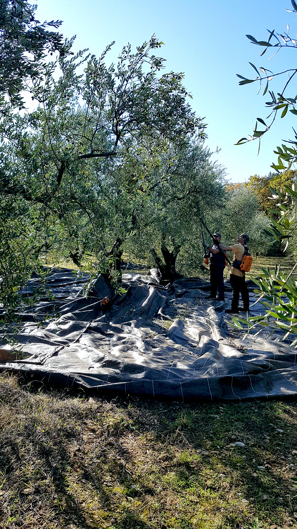 récolte des olives moulin Fortuné Arizzi