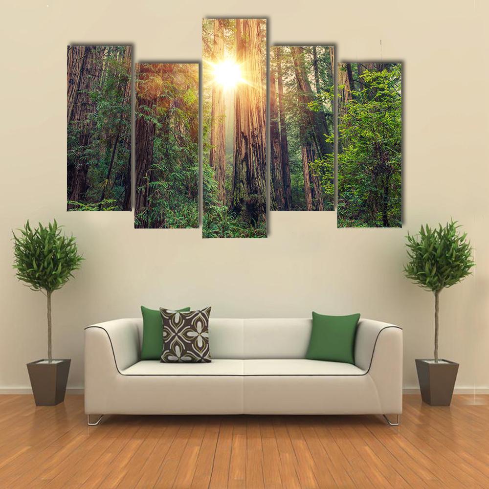 Sunny Redwood Forest In California Multi Panel Canvas Wall Art Prints