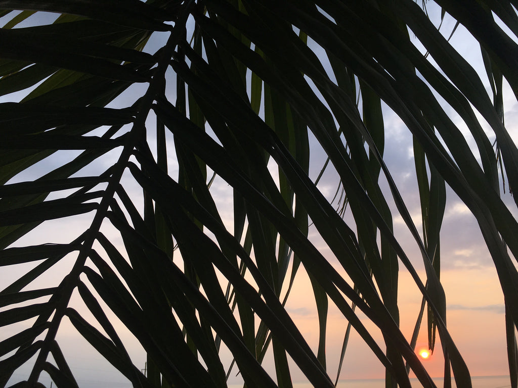 Sun dot thru the palm tree leaves Sundot Marine Flags Sunset Blog