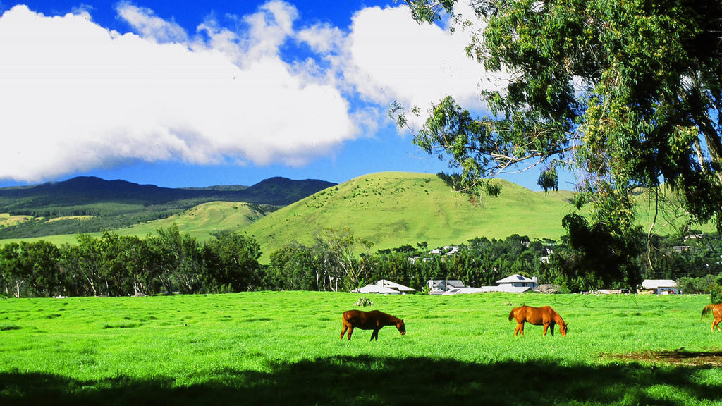 Waimea town on the Big Island of Hawaii image from Hawaii life website