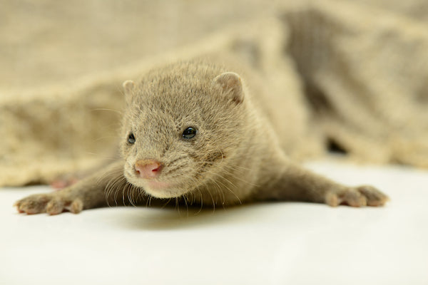 Small mink animal whose hair is used for mink eyelashes