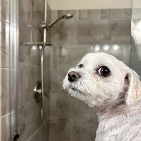 A small white dog getting ready to get washed in the shower. Handheld shower is a great feature for you bathroom also for washing your pets.