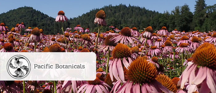 A field of organic Echinacea growing at Pacific Botanicals