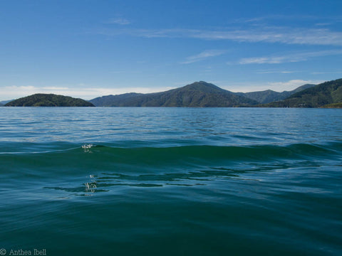 New Zealand Ocean - Anthea Madill