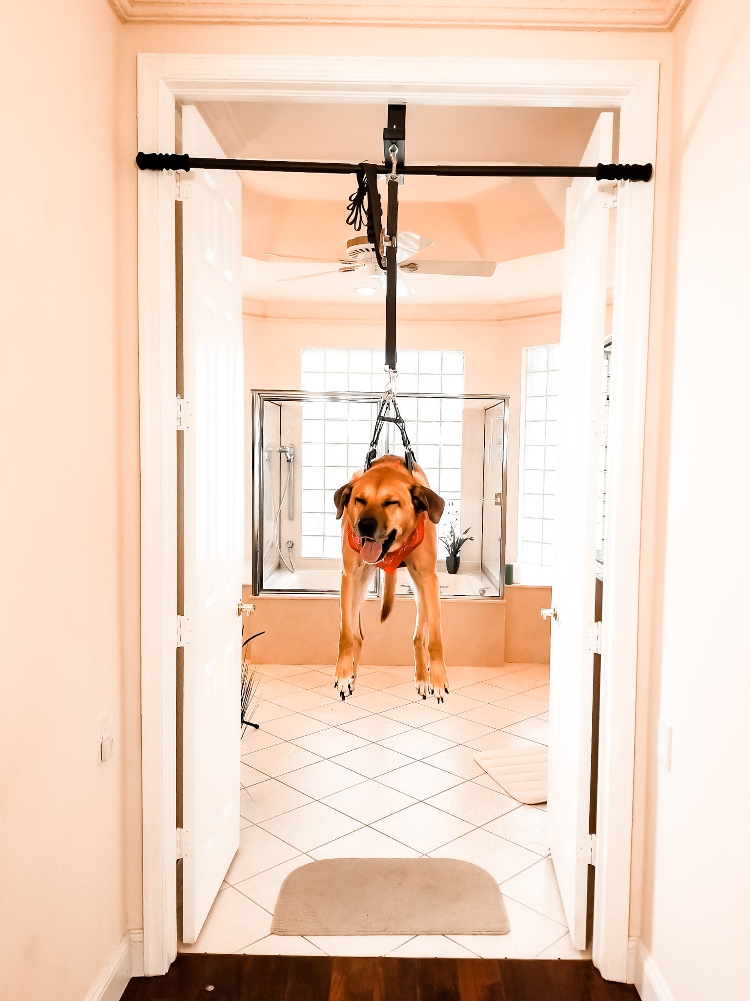 dog hanging harness