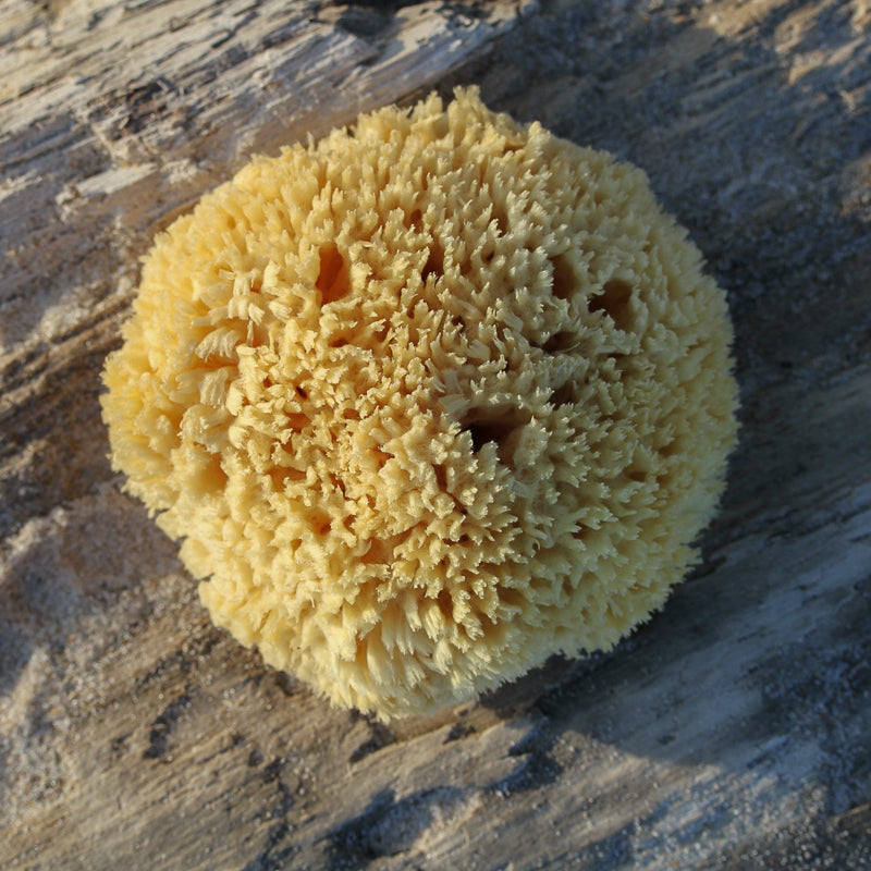 Wool-Sea-Sponge-4_800x.jpg