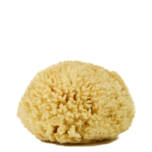 Yellow Sea Sponges for Bathing HUGE 7 to 8 inches in diameter