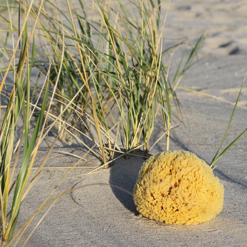 Yellow Sea Sponge BROOK FARM GENERAL STORE   Yellow Sea Sponge 6 800x 