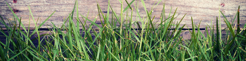 pure grass