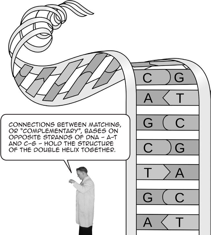 Introducing Epigenetics A Graphic Guide