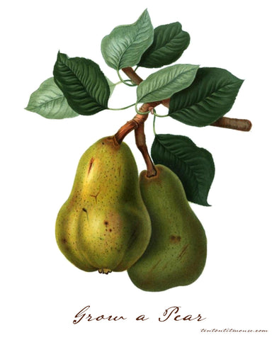 Pears Hanging from Branch. Caption: Grow A Pear